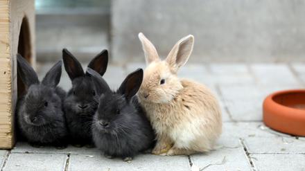 Kaninchen sind ein beliebtes Haustier für Familien und Kinder.