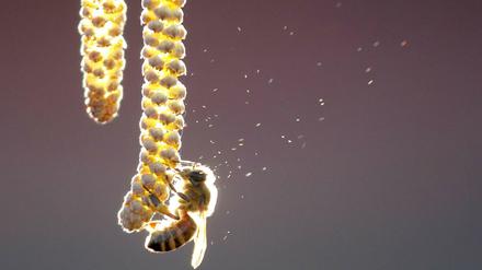 Eine Honigbiene sammelt Pollen aus einer Haselnussblüte.