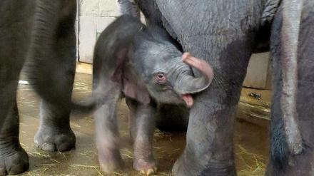 Das neugeborene Elefantenbaby im Tierpark Berlin inmitten seiner Familienmitglieder.