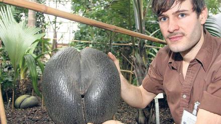 Selten wie der Panda. Die Seychellenpalme und ihre 7,5 Kilo schwere Nuss. Foto: dapd