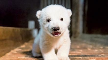 Noch hat der Eisbärennachwuchs im Berliner Tierpark keinen Namen.