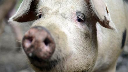 In einem Brandenburger Bio-Schlachthofwurden Schweine gequält.