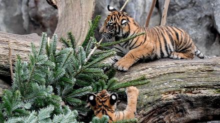 Sumatra-Tiger-Junge spielen mit einem Tannenbaum im Tierpark. Nicht-verkaufte Weihnachtsbäume werden alle Alljährlich an die Zootiere verfüttert.