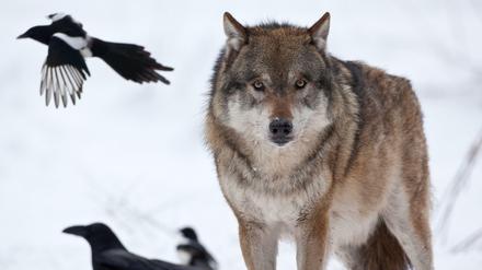 Ein Wolf im Wildpark Schorfheide. Die Wölfe vermehren sich in Zukunft weiter.