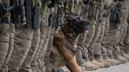 Der belgische Schäferhund "Whisky" ist im Dienst des Spezialeinsatzkommandos (SEK) der Polizei Frankfurt am Main (Hessen). 