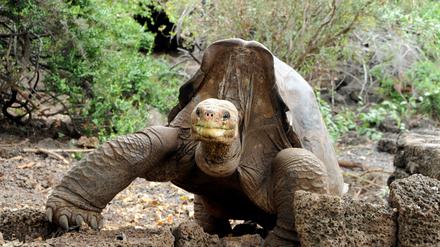 Die älteste bekannte Riesenschildkröte starb im Alter von 176 Jahren.