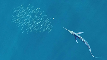 Der attackierende Marlin (unten) signalisiert dem Artgenossen (oben) durch Streifen, dass er angreift, um Zusammenstöße zu verhindern.