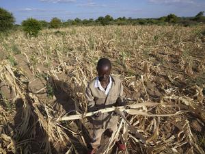 Eine neue Dürre hat Millionen von Menschen im südlichen Afrika mit Hunger konfrontiert.