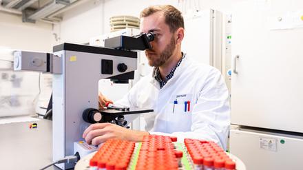 Ein Biologielaborant untersucht PCR-positive Proben an einem Mikroskop. 
