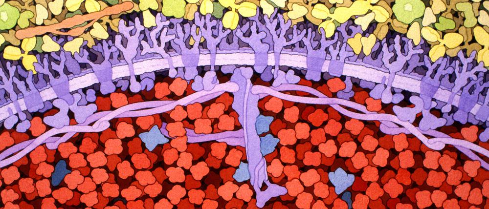 Diese Zeichnung zeigt die Oberfläche einer roten Blutzelle, mit der Zellmembran oben und zahlreichen Hämoglobin-Molekülen (rot) unten.
