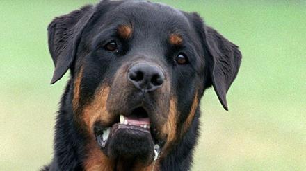 Ein Hund der Rasse Rottweiler als Symbolbild zu der schrecklichen Nachricht aus Italien.