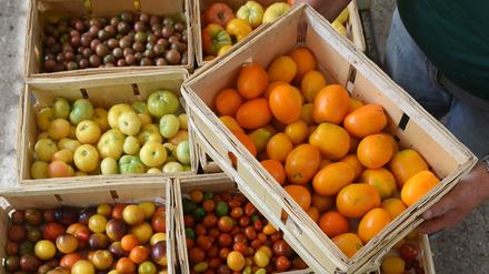 Sachsen-Anhalt: In der Gärtnerei Schmidt in Latdorf bei Bernburg werden geerntete Tomaten für den Verkauf auf Wochenmärkten zusammengestellt (Archivbild vom 7. August 2018).