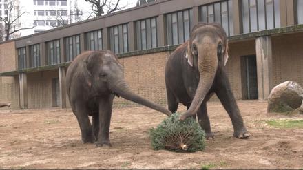 27.01.2023, Berlin: Elefanten des Berliner Zoos fressen Tannenbäume, die in der Weihnachtszeit nicht als Christbäume verkauft wurden. Die Nadelbäume sind für die Dickhäuter eine willkommene Abwechselung auf dem Speiseplan. Foto: Paul Zinken/tnn/dpa +++ dpa-Bildfunk +++