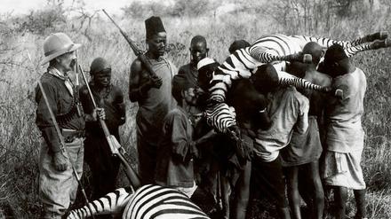 Klare Hierarchien. Ein weißer Großwildjäger, seine schwarzen Helfer und zwei getötete Zebras.