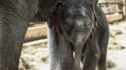 Der junge Elefantenbulle ist in der Neujahrsnacht im Tierpark Berlin geboren worden.