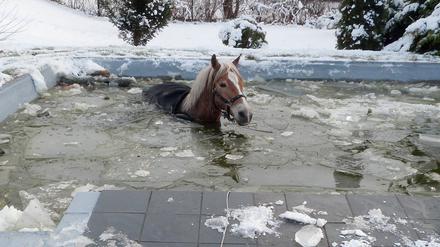 Ein Pferd ist in einen teils gefrorenen Gartenpool in Cottbus eingebrochen.