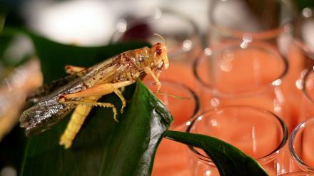 Sättigungsbeilage. In einigen Regionen der Welt gehören Insekten bereits wie selbstverständlich auf den Tisch. Hierzulande wird man sich daran noch gewöhnen müssen.