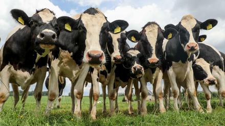 Kühe sorgen durch ihren hohen Ausstoß von Methangasen für die schlechte Ökobilanz der Milch. 