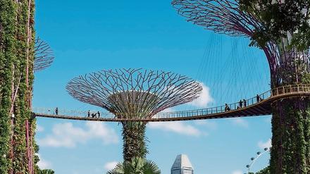 Die sogenannten „Supertrees“ sind in Singapur eine Touristenattraktion und außerdem Wassersammler sowie Stromerzeuger.