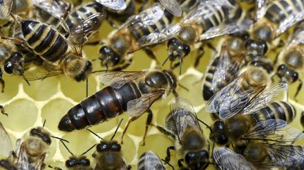 Faulbrut kann ganze ganze Bienenvölker ausrotten, da kann die Bienenkönigin (Mitte) noch so viele Eier in die Waben legen. 