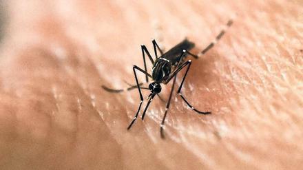 Überträger. Aedes-Mücken übertragen Gelbfieber in tropischen Regionen Afrikas und Lateinamerikas. 