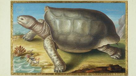 Überlebenskünstler: Die Vorfahren der Riesenschildkröten der Maskarenen (hier eine Zeichnung von 1730) trieben wohl monatelang übers Meer.