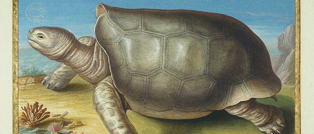 Überlebenskünstler: Die Vorfahren der Riesenschildkröten der Maskarenen (hier eine Zeichnung von 1730) trieben wohl monatelang übers Meer.