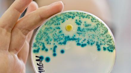 Kultur mit resistenten Bakterien