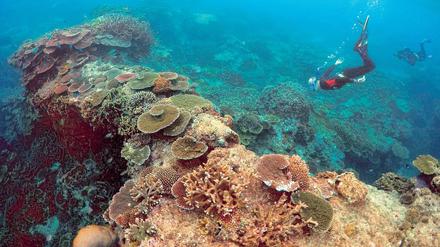 Das Great Barrier Riff hat wegen steigender Wassertemperaturen bereits die Hälfte seiner Korallen verloren.