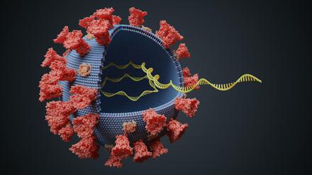 Draußen Proteine, innen Erbmaterial. So einfach sind Viren aufgebaut, aber in beidem stecken auch die Hauptprobleme in der Bekämpfung.