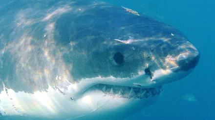 Hallo Kleiner! Weiße Haie sind in Wirklichkeit gar nicht so groß wie oft behauptet wird. Der längste kommt "nur" auf sieben Meter, im Schnitt messen sie um die vier Meter. 